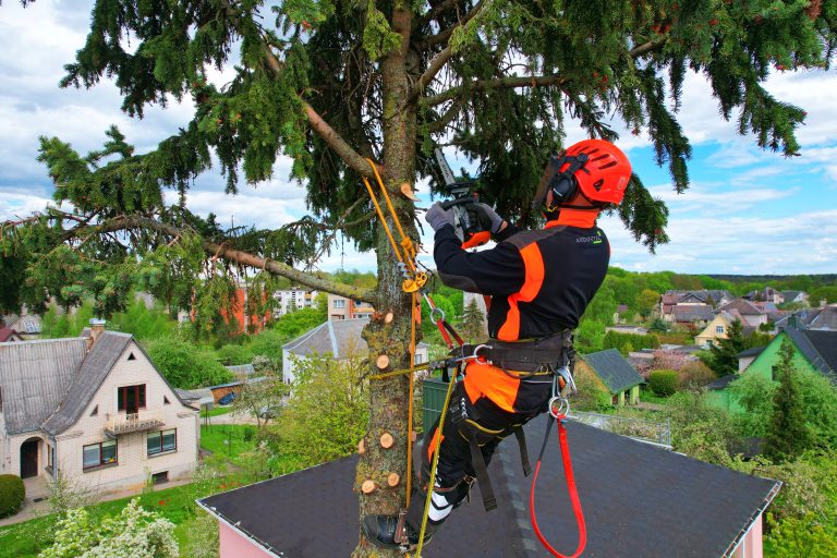 Arboristika – medžių priežiūra ir genėjimas
